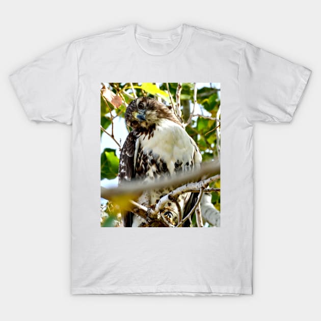 Red Tailed Hawk T-Shirt by Scubagirlamy